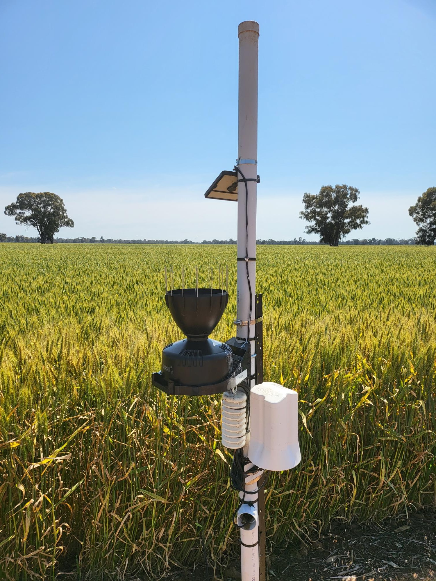 Broadacre canopy sensor in a wheat paddock