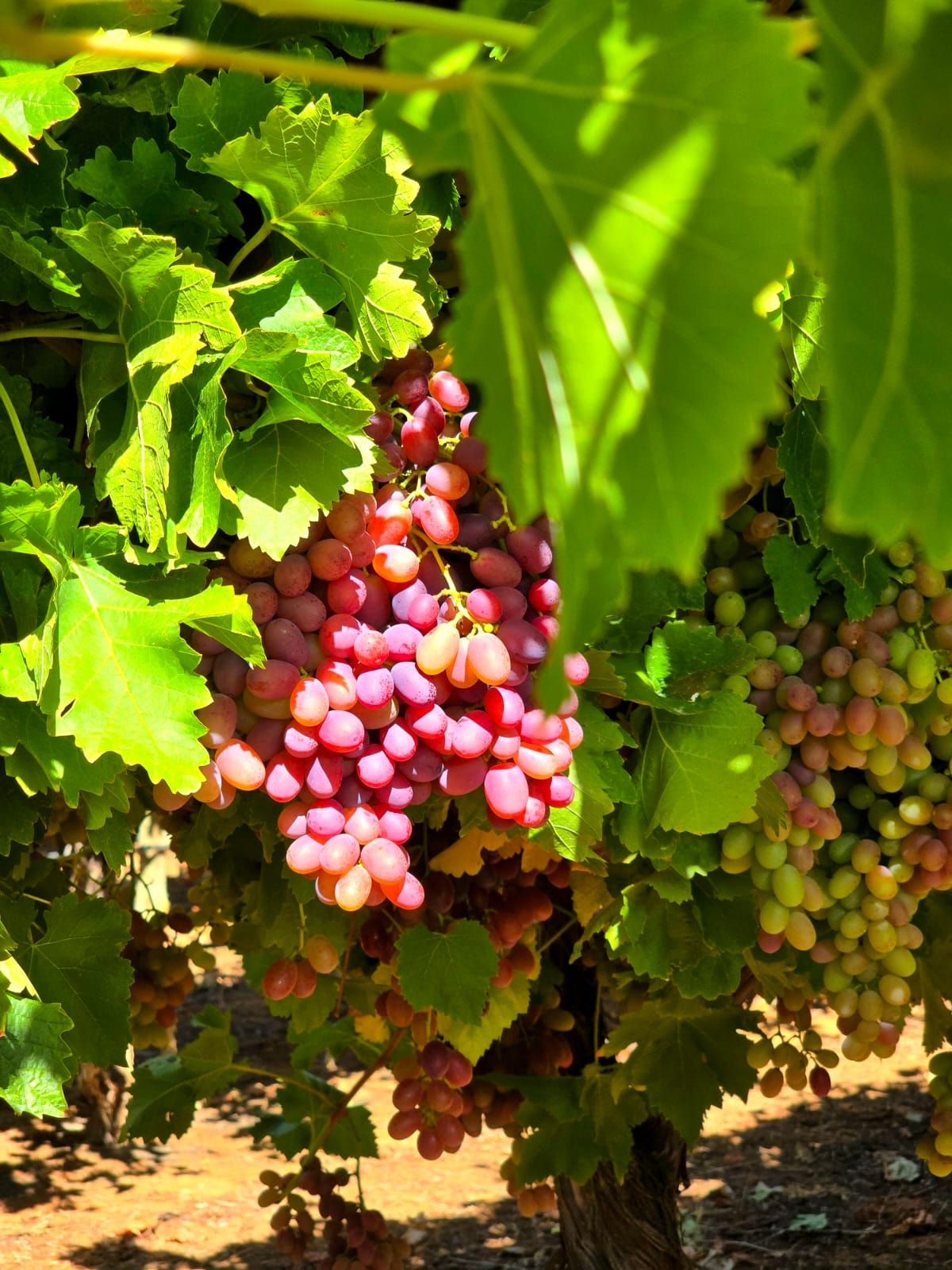 Irrigation valve monitoring unit in a vineyard