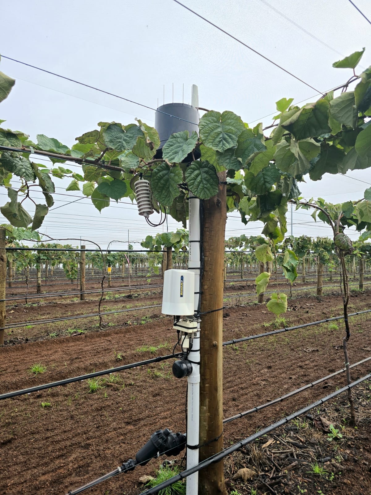 AgTech hardware deployed in vineyard row
