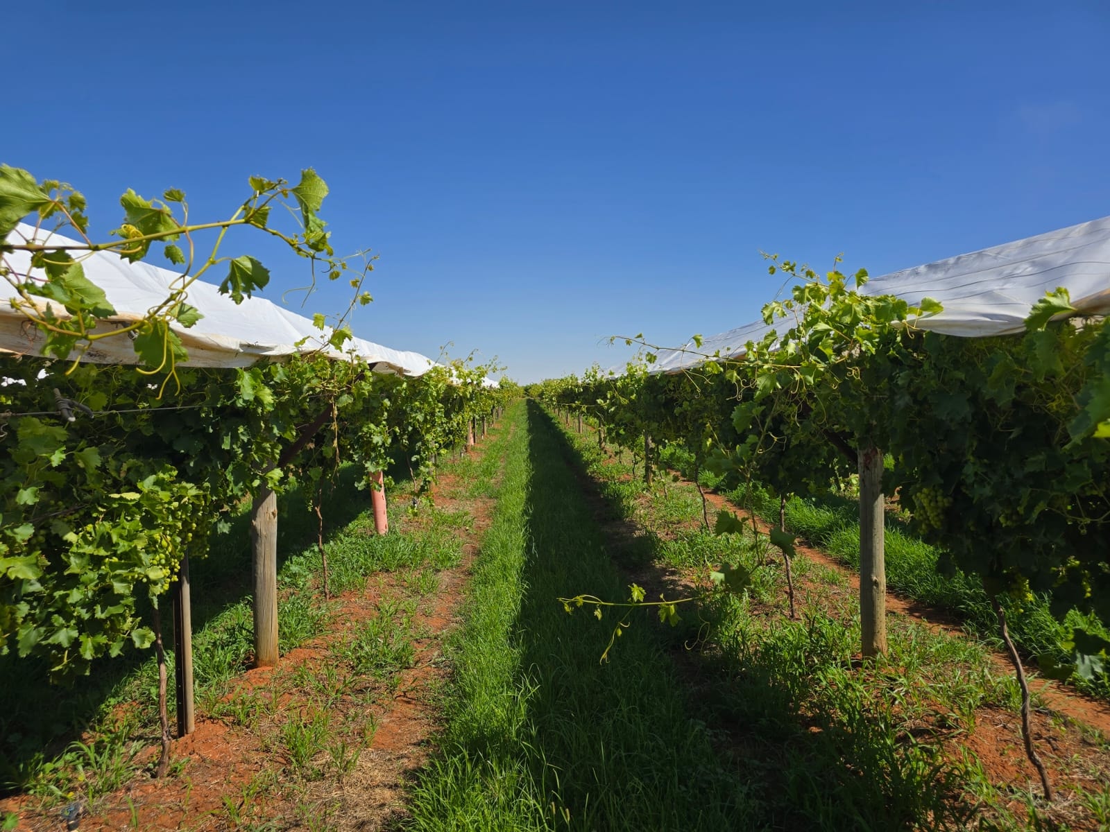 Telemetry unit mounted in citrus grove