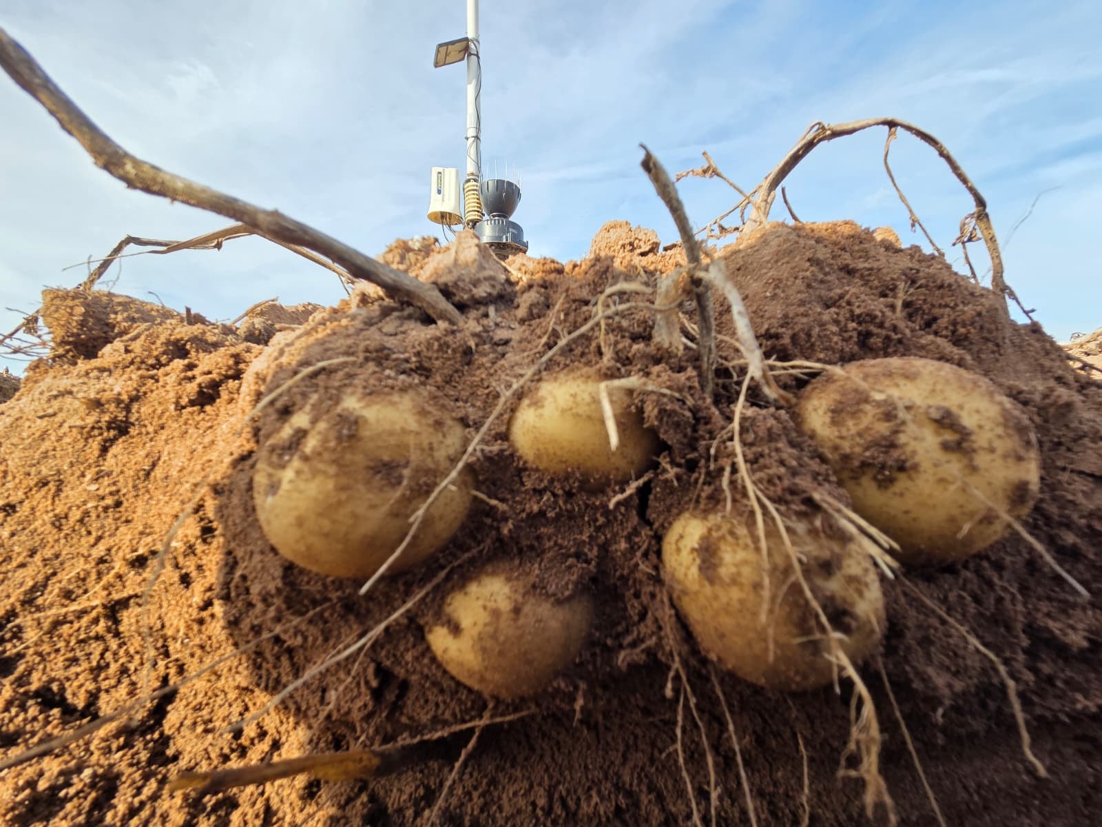 Irrigation scheduling sensor in almond orchard