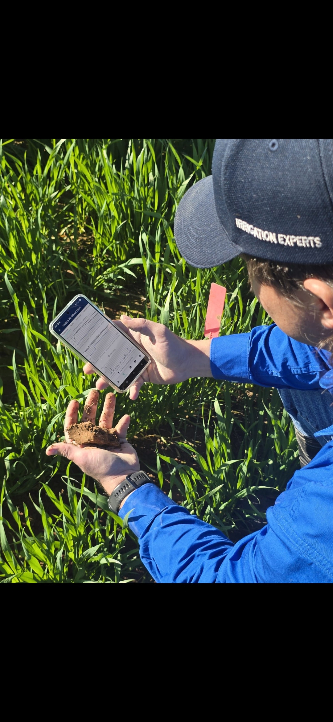 Farmer checking soil moisture probe in field
