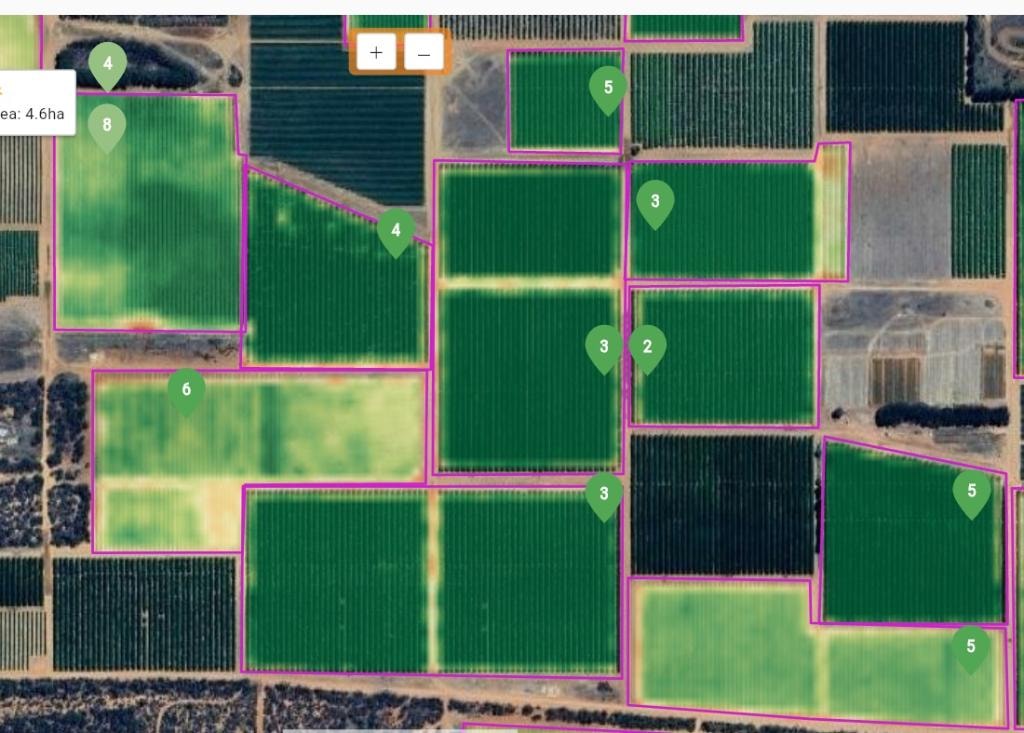 Standard NDVI satellite view of horticulture orchard blocks